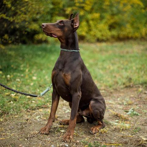 如何优化新闻头条置顶策略,选热门内容、推广机制全解析