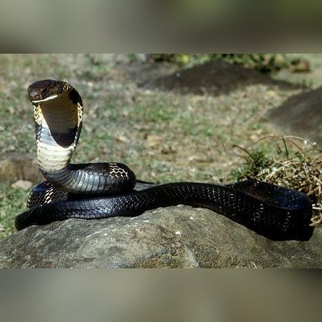 世界最毒蛇排名,世界最毒蛇排行榜前十名