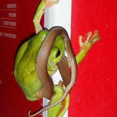 世界最毒蛇排名,世界最毒蛇排行榜前十名