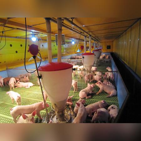 今日河北猪价最新表格,今日河北猪价猪价今日河北猪价