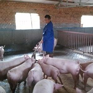 今日河北猪价最新表格,今日河北猪价猪价今日河北猪价