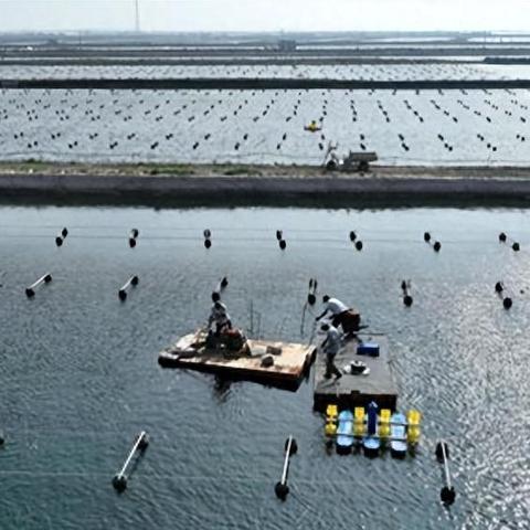 养鱼新境界,探索水族乐趣与心得分享,养鱼知识与技巧大揭秘