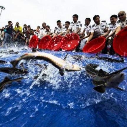 养鱼全攻略,从新手到专家,视频教你养鱼技巧与乐趣,摘要,最新视频全集全方位解析养鱼过程,带你从选择合适的鱼食开始,掌握喂食技巧,创造健康的鱼缸环境。学习如何成为专业养鱼爱好者,让你的宠物鱼儿健康成长,享受喂养的乐趣。适合所有爱好养鱼的朋友们观看学习,从新手入门到进阶技巧一应俱全。